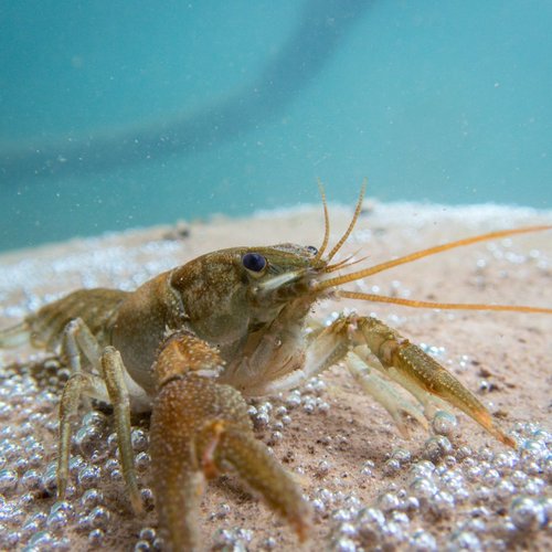 River Crayfish