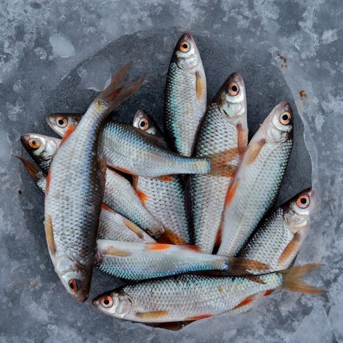 Other Fresh River Fish