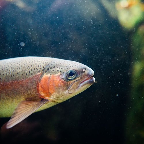 Fresh Trout