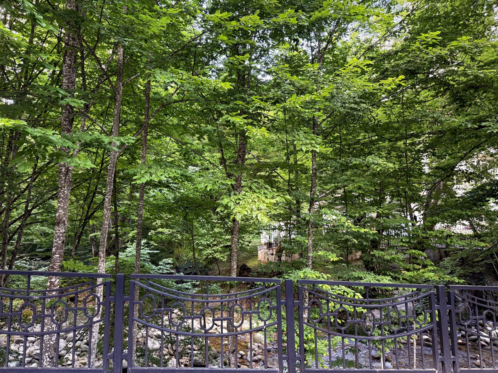 Forest beside the complex